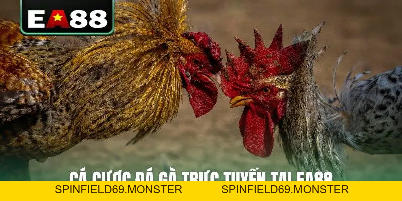 Đá Gà Trực Tuyến EA88 Kịch Tính Và Hấp Dẫn Mỗi Ngày - SPINFIELD69.MONSTER