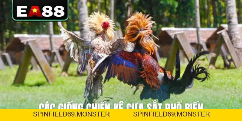 Đá Gà Cựa Sắt Trực Tiếp - Cập Nhật Lịch Thi Đấu Mới Nhất - SPINFIELD69.MONSTER