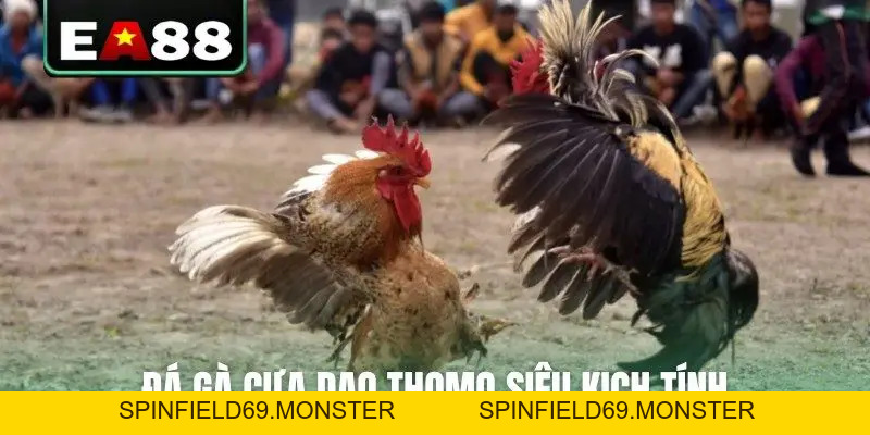 Đá Gà Thomo Trực Tiếp Video Sắc Nét Bên Cam Tại EA88 - SPINFIELD69.MONSTER