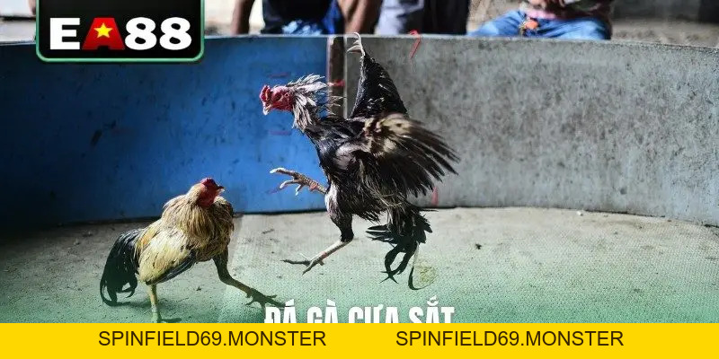 Đá gà EA88 - Sảnh Cược Trực Tiếp Đỉnh Cao Dành Cho Kê Thủ - SPINFIELD69.MONSTER