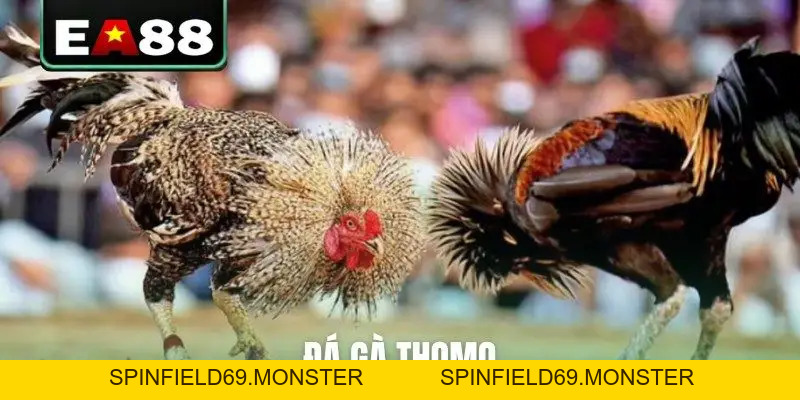 Đá gà EA88 - Sảnh Cược Trực Tiếp Đỉnh Cao Dành Cho Kê Thủ - SPINFIELD69.MONSTER