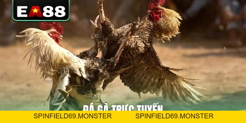 Đá gà EA88 - Sảnh Cược Trực Tiếp Đỉnh Cao Dành Cho Kê Thủ - SPINFIELD69.MONSTER