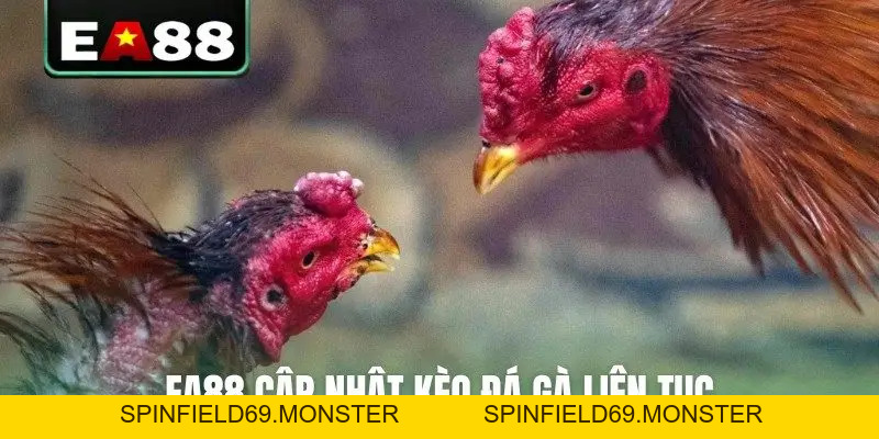 Đá Gà Trực Tuyến EA88 Kịch Tính Và Hấp Dẫn Mỗi Ngày - SPINFIELD69.MONSTER