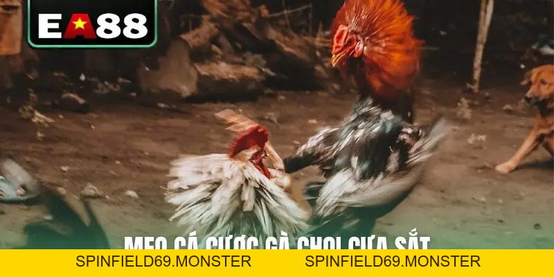 Đá Gà Cựa Sắt Trực Tiếp - Cập Nhật Lịch Thi Đấu Mới Nhất - SPINFIELD69.MONSTER