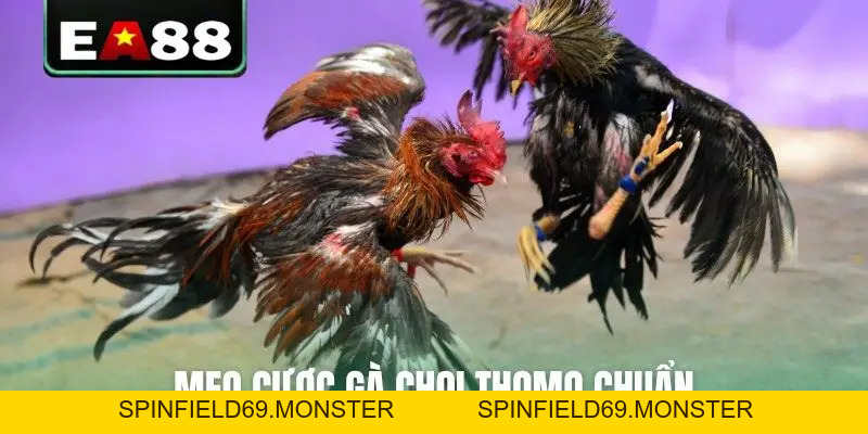 Đá Gà Thomo Trực Tiếp Video Sắc Nét Bên Cam Tại EA88 - SPINFIELD69.MONSTER