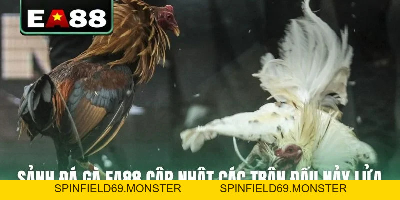 Đá gà EA88 - Sảnh Cược Trực Tiếp Đỉnh Cao Dành Cho Kê Thủ - SPINFIELD69.MONSTER