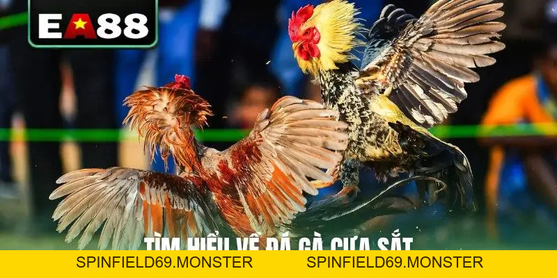 Đá Gà Cựa Sắt Trực Tiếp - Cập Nhật Lịch Thi Đấu Mới Nhất - SPINFIELD69.MONSTER