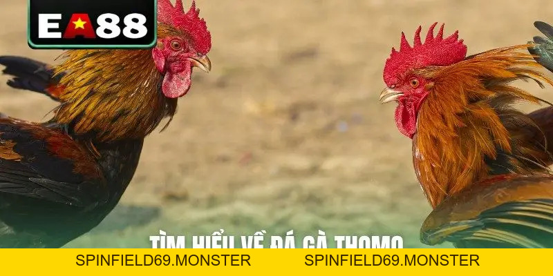 Đá Gà Thomo Trực Tiếp Video Sắc Nét Bên Cam Tại EA88 - SPINFIELD69.MONSTER